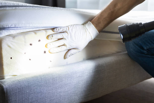 Best Mosquito Control Services  in Mason, MI